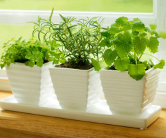 gardens-window-sill