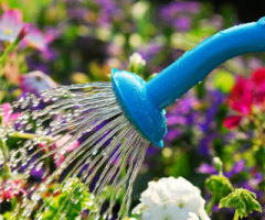 garden_watering