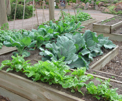 vegetable garden