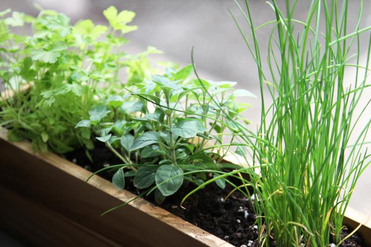 nairobi windowsill garden